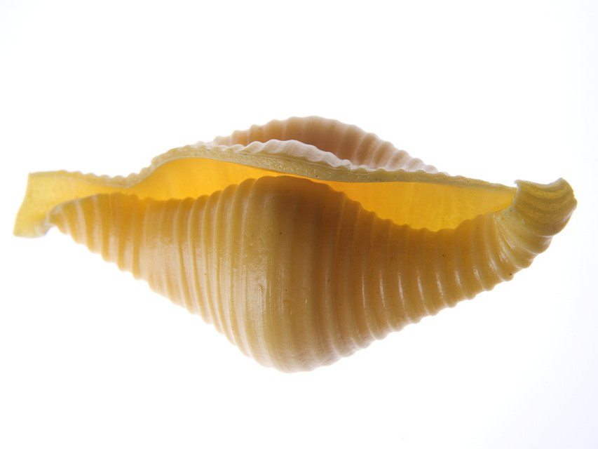 Pasta Fresca all